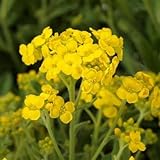 Aurinia saxatilis Gold Rush 250 Seeds