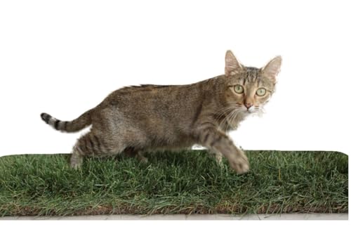 PratoErboso GreenZolla – El original arenero para gatos de hierba auténtica natural, 100% natural caseta para gatos de césped real, zona de juego y relajación para animales tamaño maxi