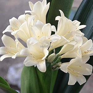 Portal Cool White: miscela semi Clivia miniata bonsai del fiore del giardino domestiche rari Piante in vaso WST1