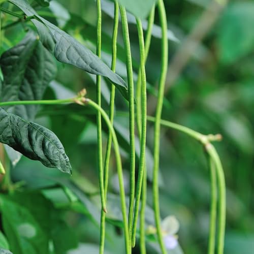 Semillas de frijol medidor, frijol espárrago, semillas para camas elevadas semillas de frijol variedades antiguas 250pcs