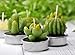 LA BELLEFÉE Tea lights Candles Gift Set, Cactus Terrarium Candle Delicate Succulent Handmade Cute Small Candles for Home Plant Gifts, Party Wedding Mothers Day Valentines Day Gifts Decoration(6 Packs)