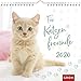 Für Katzenfreunde 2020: Dekorativer Wandkalender mit Monatskalendarium