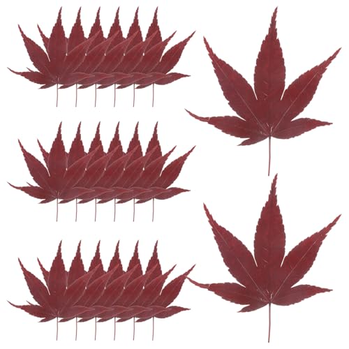 MUELODSIC 30 i t    a i M  a i M  t gC Hi