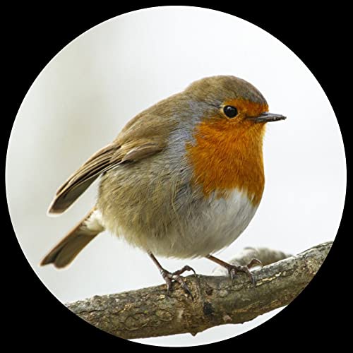 Parastone Museum Collection Briefbeschwerer aus Glas, gewölbt, Rotkehlchen