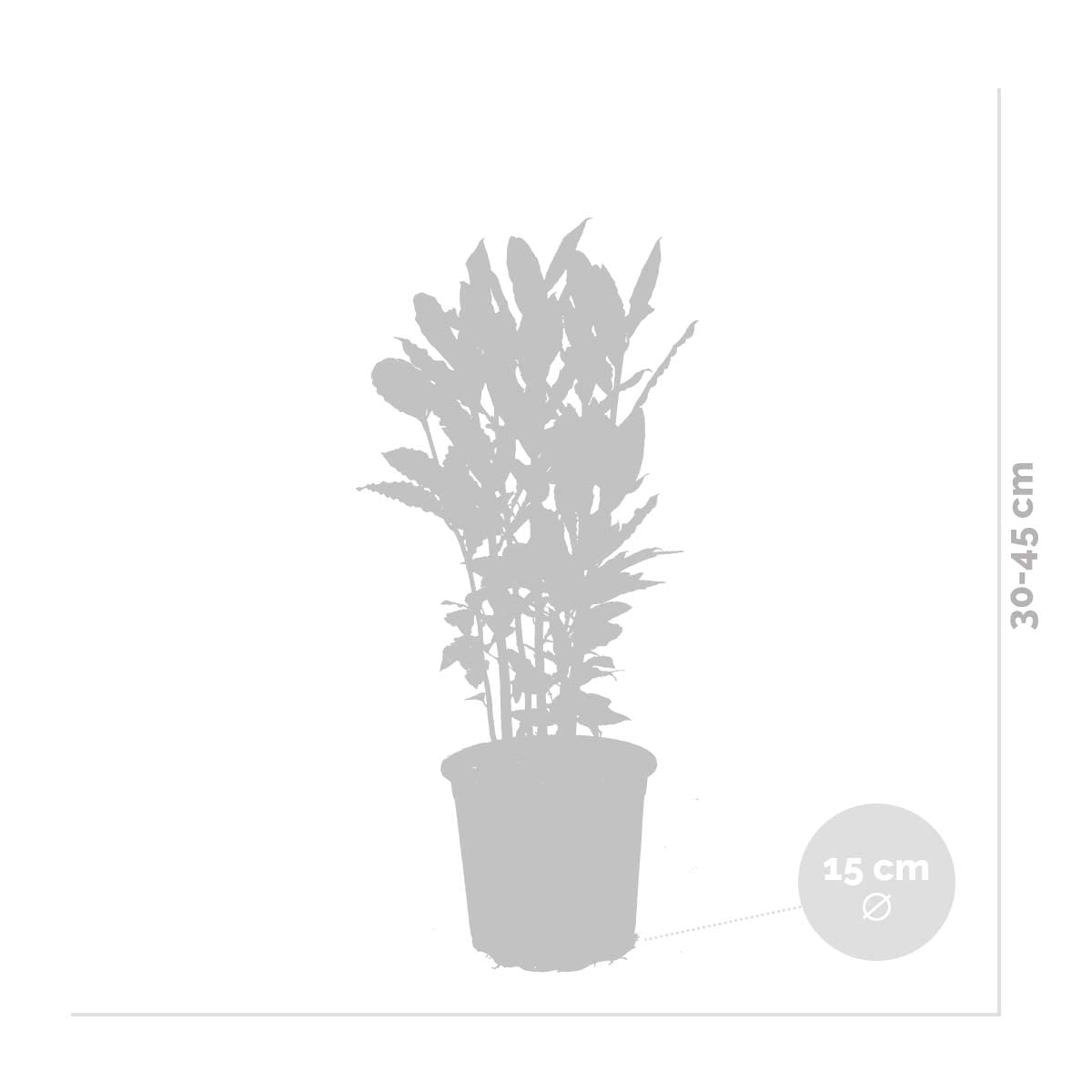 Bloomique - Laurus Nobilis - Laurier-sauce - Plantes de jardin - Rustique - Hauteur 40-50 cm - Pot 15 cm