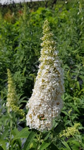 Buddleia davidii 'White profusion' / Arbre aux papillons à fleurs blanches/Conteneur de 7 à 10 litres