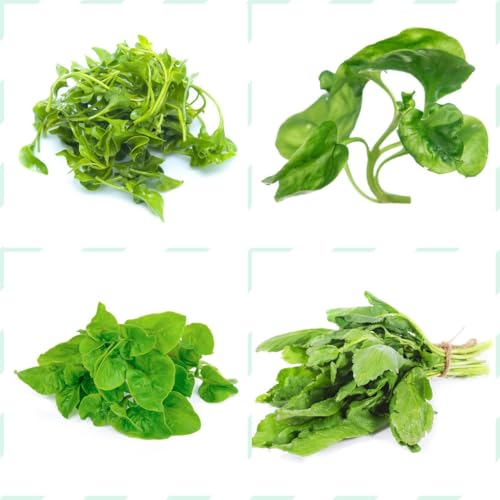 semi di crescione biologici cucina dell'orto, invernali, orto, biologiche, esotici, 300pcs