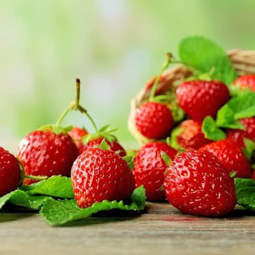 Carbeth Plants 12 x Strawberry Marsh-Mello Bare Root Plants - Grow Your Own Strawberries - Bare Root Strawberry Runners - Fruit Plant