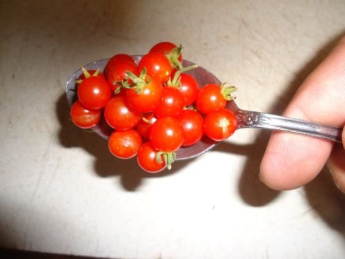 Semi Di Pomodoro Midget Messicano - Perfetti Per Vasi E Contenitori, Maturazione Precoce - Foto 3