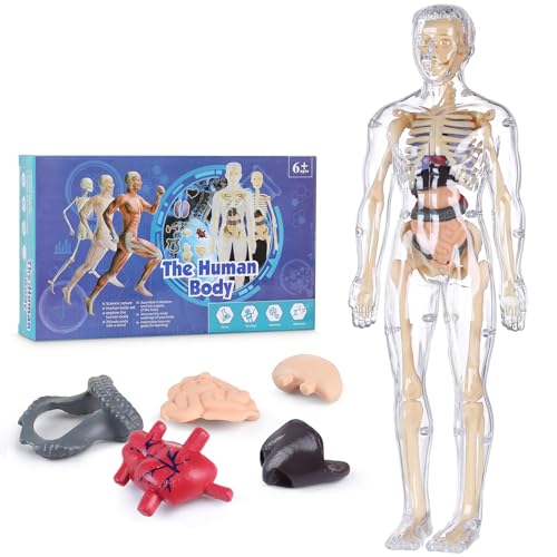Human Body Model for Kids, Fully Transparent Body, 29 Piece Anatomy Figure 3D Anatomy Kit –...