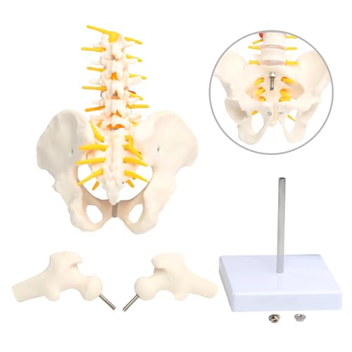 Image of Lumbar Column Spinal Model 8.6 inch Sacrum and Spinal Nerves Anatomy Skeleton Model with Pelvis for Medical Student Learning, Research, Teaching Demonstration | Anatomy Skeleton Model, With Pelvis, For Medical Student Learning, Research, Teaching Demonstration