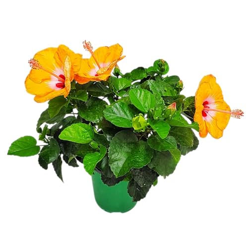 Tropical Plants of Florida - Orange Yoder Dwarf Hibiscus Bush - 16' to 18' Overall Height - 6'...