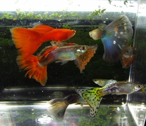10 Pack - Assorted Male Guppies Freshwater Aquarium Fish, Red, Blue, Snakekin, Moscow, Mosaic