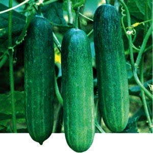 Golden Hills Farm (AVG 100-265) seeds CUCUMBER SUPER SALAD SEEDS (B07ZJ38Y3S) Amazon Price History, Amazon Price Tracker