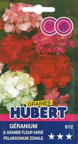 30 Graines de Géranium a grande fleur varié