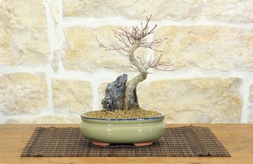 Abono Bonsai Otoño Marca 