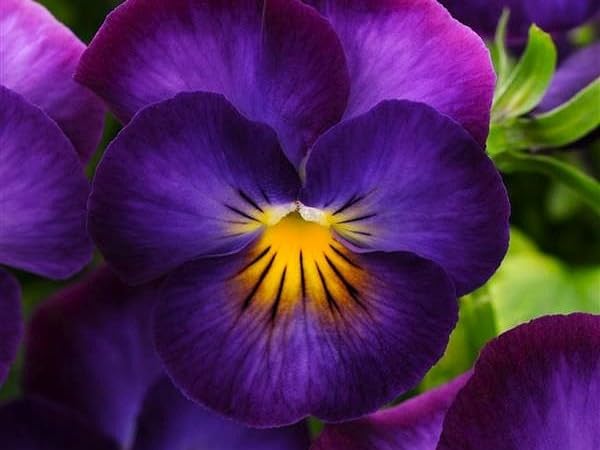 Greenwood Nursery Halo Violet Viola cornuta