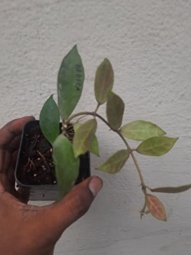 Image of greEen Earth Hoya Rebeca Small Plant ONE Piece