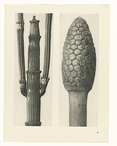 Poster sur toile sans cadre 50 x 70 cm décoration murale Karl Blossfeldt