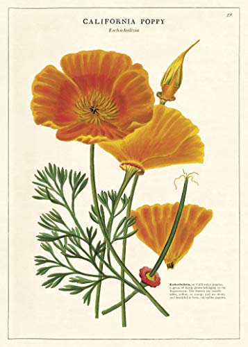 Cavallini WRAP/POPPY Decorative Wrap Poster Poppy cover