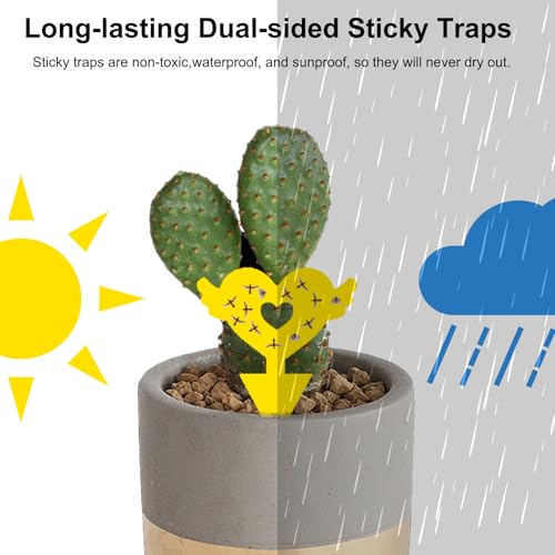 36PCS Fruit Fly Sticky Traps for Plants, Kitchen Indoor Outdoor, Love Shape - image 3