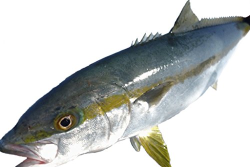 愛媛 ( ヒラマサ ) 4-6kgサイズ 刺身 煮魚 焼魚 干物 下処理済み 宇和海の幸問屋 愛媛 ( ヒラマサ ) 4-6kgサイズ 刺身 煮魚 焼魚 干物 下処理済み 宇和海の幸問屋