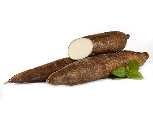 Maniok | Frischer Maniok | Fresh Cassava | Yuca Fresca |pro Knolle mit ca. 300 - 700 g Gewicht}