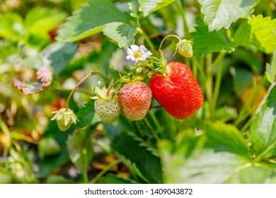 Image of Healthy Vibe Premium Everbearing Strawberry Plant - Sweet and Juicy Berries for Your Garden - Hardy and Easy to Grow - Perfect for Home Gardening (Strawberry Plant-PC-2)
