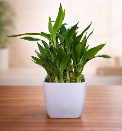 Image of Sugram Lucky Bamboo Feng Shui Plant - 2-Layer with White 3 inch Square Pot for Home, Office, Desk & Table Decor - Easy to Maintain