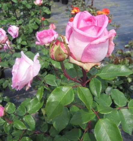 Rosa Beverly ® - Edelrose Beverly ® - Kordes Rose