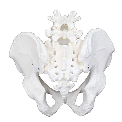 Image of VAP270 Life-Size Male Pelvic with 4th & 5th Lumbar Vertebrae | Intervertebral Discs, Sacrum and Coccyx
