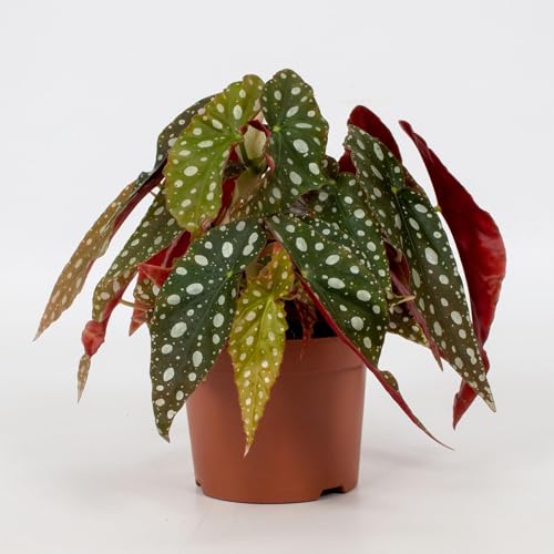Forellenbegonie - Begonia Blad Maculata 'Wightii' - Zimmerpflanze - Ø12cm - 20cm