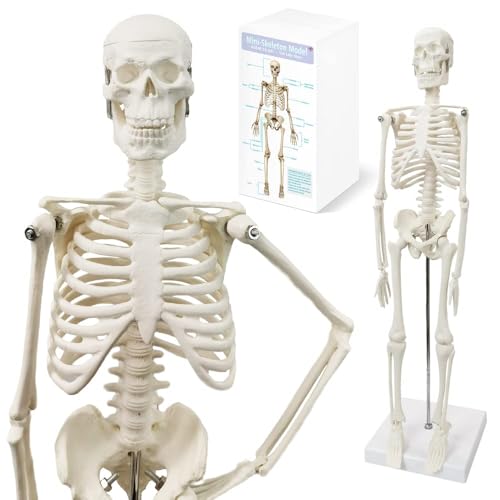 Modelo de esqueleto humano de 45 cm de altura para anatomía, cuerpo completo con brazos móviles, estructuras de huesos de las piernas, nervios de la columna vertebral entera del modelo esquelético