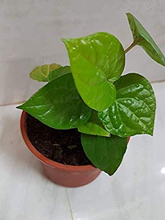 See full amazon price history chart for WoFLoo maghai paan Plant (Botanical Name- Piper betle) Medicinal Live Plant WoFLoo maghai paan Plant (Botanical Name- Piper betle) Medicinal Live Plant (B0B2RNGYBW) Amazon Price History, Amazon Price Tracker
