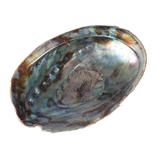 GEMHUB Natural Rainbow Abalone Seashell 400 Ct. Approx Beach Decor Craft Reef Tropical Smudging Sage Shell Mermaids Obsession Collections