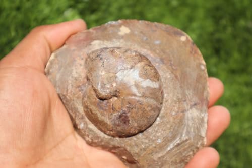 Image of Ammonite Goniatite Fossil Devonien Ammonite from Morocco Fossil Rock ammonites Fossil A150