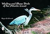 Wading and Shore Birds of the Atlantic Coast: Postcards