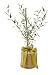 The Magnolia Company Tree Olive