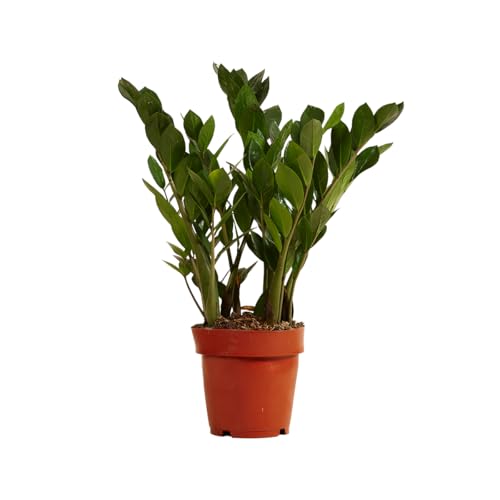Bloomique - Zamioculcas Zamiifolia - Glücksfeder - Zimmerpflanzen - Sehr Pflegeleicht - Luftreinigend - Höhe 30-40 cm - Topf 12 cm