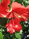 Lions Tail Red - Heirloom Tropical Hibiscus rosa-sinensis El Capitolo - Live Plant - Unusual Pom Pom Scarlet Flower - Emerald Goddess Gardens - Starter Sz 4 Inch Pot