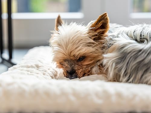 TrendPet Hundedecke Heaven gefütterte Liegedecke, Wendedecke für Hunde und Katzen, Beige