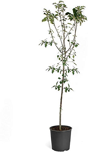 Brighter Blooms - Anna Apple Tree, 4-5 ft. - No Shipping to AK, AZ, CA, HI, ID, OR, WA