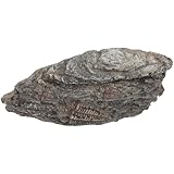 BATHVEVE 樹脂製古生物三葉虫化装飾品 科学教育用収集ディスプレイ 多用途インテリアオーナメント