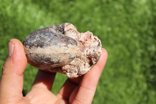 Image of Ammonite Fagesia Ammonite Fossil Rare Ammonite Fossil Natural Fossil from Morocco A47