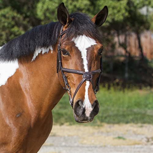 Discover the Best Monocrown Bridles of 2021 The Ultimate Buying Guide