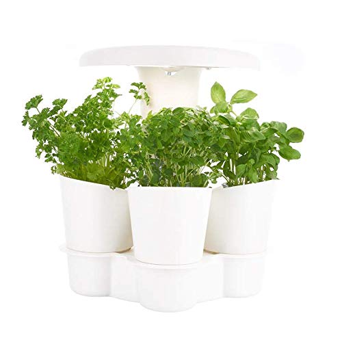 Potager d'intérieur...