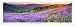 Award Winning Landscape Panoramic Art Print Poster: Redwood National Park