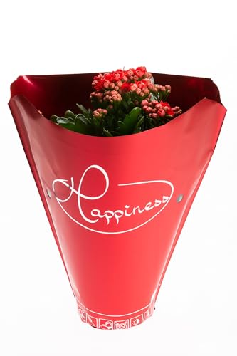 Fresh Plants Zimmerpflanzen -Kalanchoe blossfeldiana Happiness - Rot - Topf Ø 12 cm - Höhe ca. 24 cm