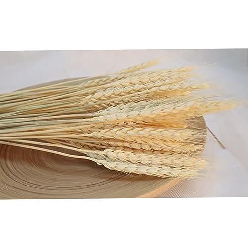 Image of XTORE Dried 10 Pcs Wheat Grass for Home Decoration (Pack of 10)
