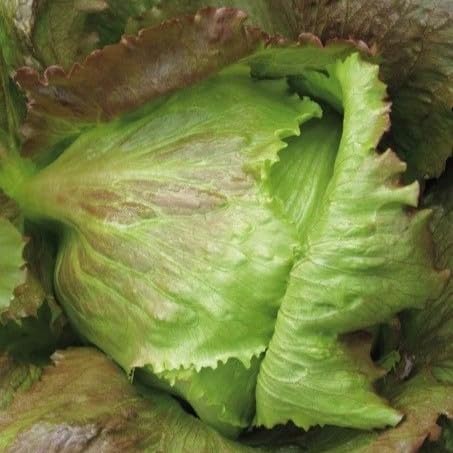 - LETTUCE - CRISPHEAD ICEBERG - 6 GRAMS